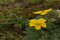 Potentilla anserina